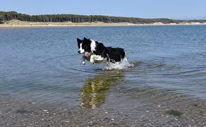 Sea Water Prints: Border collie dog cooling off in the sea in Anglesey, Wales, Uk