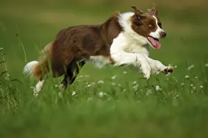 Sprint Prints: Border Collie dog - jumping on meadow