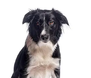 Loyal Prints: Border collie posing on white background