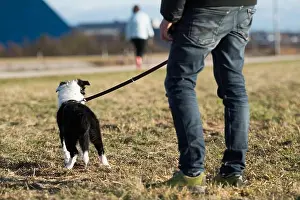 Leash Prints: Border collie puppy on a leash