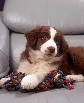 Chew Prints: Border Collie puppy sitting on a grey sofa, holding its chew toy, indoors