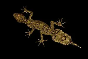 Cryptic Prints: Border Ranged leaf-tailed gecko (Saltuarius swaini)