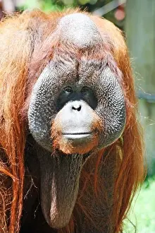 Tetrapoda Prints: Borneo-Orangutan