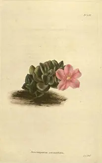 Emerging Prints: The botanical cabinet London John Arthur Arch 1817-1833
