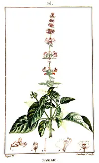 Botanical Illustration Prints: Botanical drawing of basil