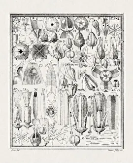 Flora Family Prints: Botanical illustration of flowers from a German book published in 1793