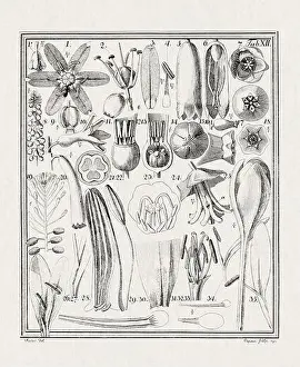 Flora Family Prints: Botanical illustration of flowers from a German book published in 1793