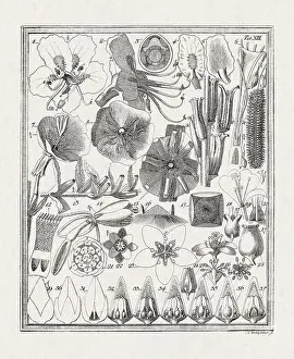 Flora Family Prints: Botanical illustration of flowers from a German book published in 1793