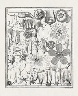 Flora Family Prints: Botanical illustration of flowers from a German book published in 1793