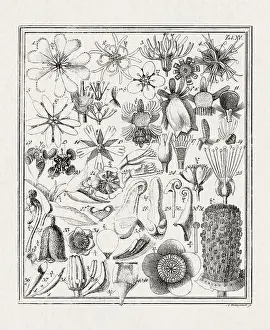 Flora Family Prints: Botanical illustration of flowers from a German book published in 1793