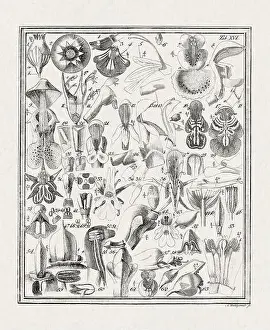 Flora Family Prints: Botanical illustration of flowers from a German book published in 1793