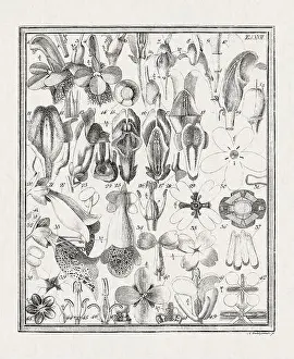 Flora Family Prints: Botanical illustration of flowers from a German book published in 1793