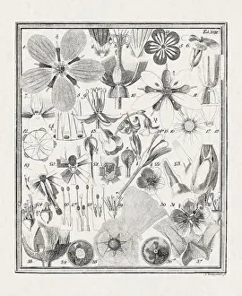 Flora Family Prints: Botanical illustration of flowers from a German book published in 1793