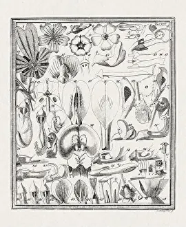 Flora Family Prints: Botanical illustration of flowers from a German book published in 1793
