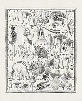 Flora Family Prints: Botanical illustration of flowers from a German book published in 1793