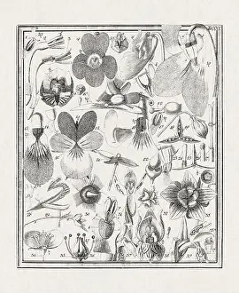 Flora Family Prints: Botanical illustration of flowers from a German book published in 1793