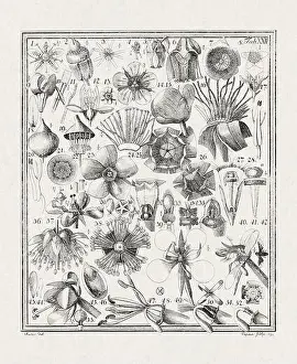 Flora Family Prints: Botanical illustration of flowers from a German book published in 1793