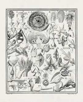 Flora Family Prints: Botanical illustration of flowers from a German book published in 1793