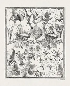 Flora Family Prints: Botanical illustration of flowers from a German book published in 1793
