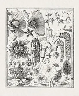 Flora Family Prints: Botanical illustration of flowers from a German book published in 1793