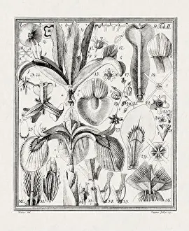 Flora Family Prints: Botanical illustration of flowers from a German book published in 1793