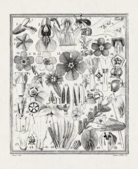 Flora Family Prints: Botanical illustration of flowers from a German book published in 1793