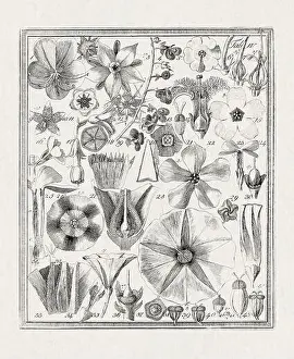 Flora Family Prints: Botanical illustration of flowers from a German book published in 1793