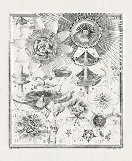 Flora Family Prints: Botanical illustration of flowers from a German book published in 1793