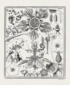 Flora Family Prints: Botanical illustration of flowers from a German book published in 1793