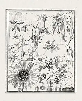 Flora Family Prints: Botanical illustration of flowers from a German book published in 1793
