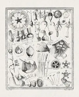 Flora Family Prints: Botanical illustration of flowers from a German book published in 1793