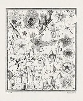 Flora Family Prints: Botanical illustration of flowers from a German book published in 1793