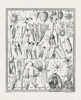 Flora Family Prints: Botanical illustration of flowers from a German book published in 1793
