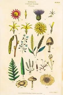 Botanical illustrations depicting the Linnean classification system. Carl Linnaeus (1707–1778) was a Swedish botanist, zoologist, taxonomist