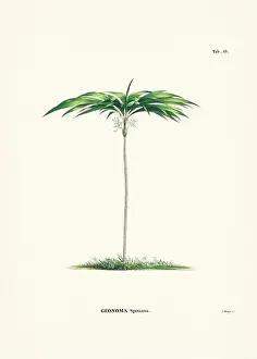 Coconut Tree Prints: Botanical palm tree illustration from a 19th-century book