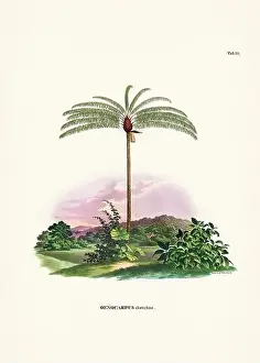 Coconut Tree Prints: Botanical palm tree illustration from a 19th-century book