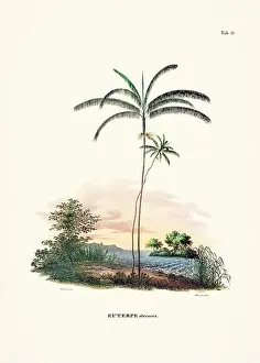 Coconut Tree Prints: Botanical palm tree illustration from a 19th-century book