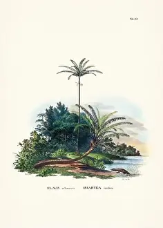 Coconut Tree Prints: Botanical palm tree illustration from a 19th-century book