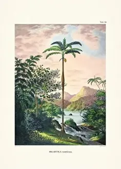 Coconut Tree Prints: Botanical palm tree illustration from a 19th-century book