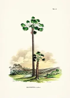 Botanical palm tree illustration from a 19th-century book, showcasing different species in their natural habitat