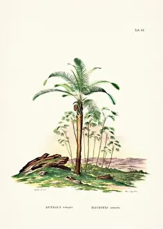 Coconut Tree Prints: Botanical palm tree illustration from a 19th-century book