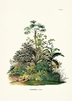 Coconut Tree Prints: Botanical palm tree illustration from a 19th-century book