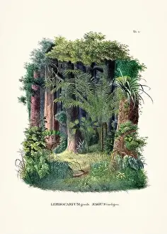 Coconut Tree Prints: Botanical palm tree illustration from a 19th-century book