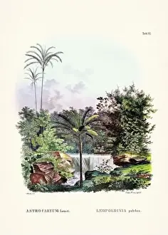 Coconut Tree Prints: Botanical palm tree illustration from a 19th-century book