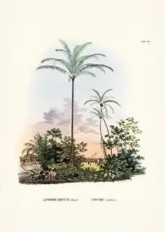 Coconut Tree Prints: Botanical palm tree illustration from a 19th-century book
