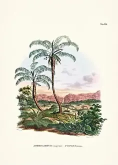 Coconut Tree Prints: Botanical palm tree illustration from a 19th-century book