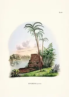 Coconut Tree Prints: Botanical palm tree illustration from a 19th-century book