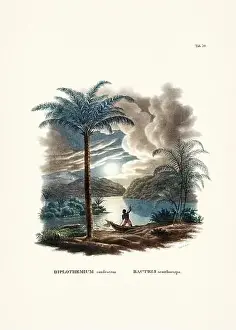 Coconut Tree Prints: Botanical palm tree illustration from a 19th-century book