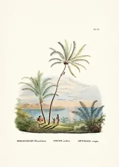 Coconut Tree Prints: Botanical palm tree illustration from a 19th-century book