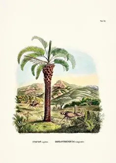 Coconut Tree Prints: Botanical palm tree illustration from a 19th-century book